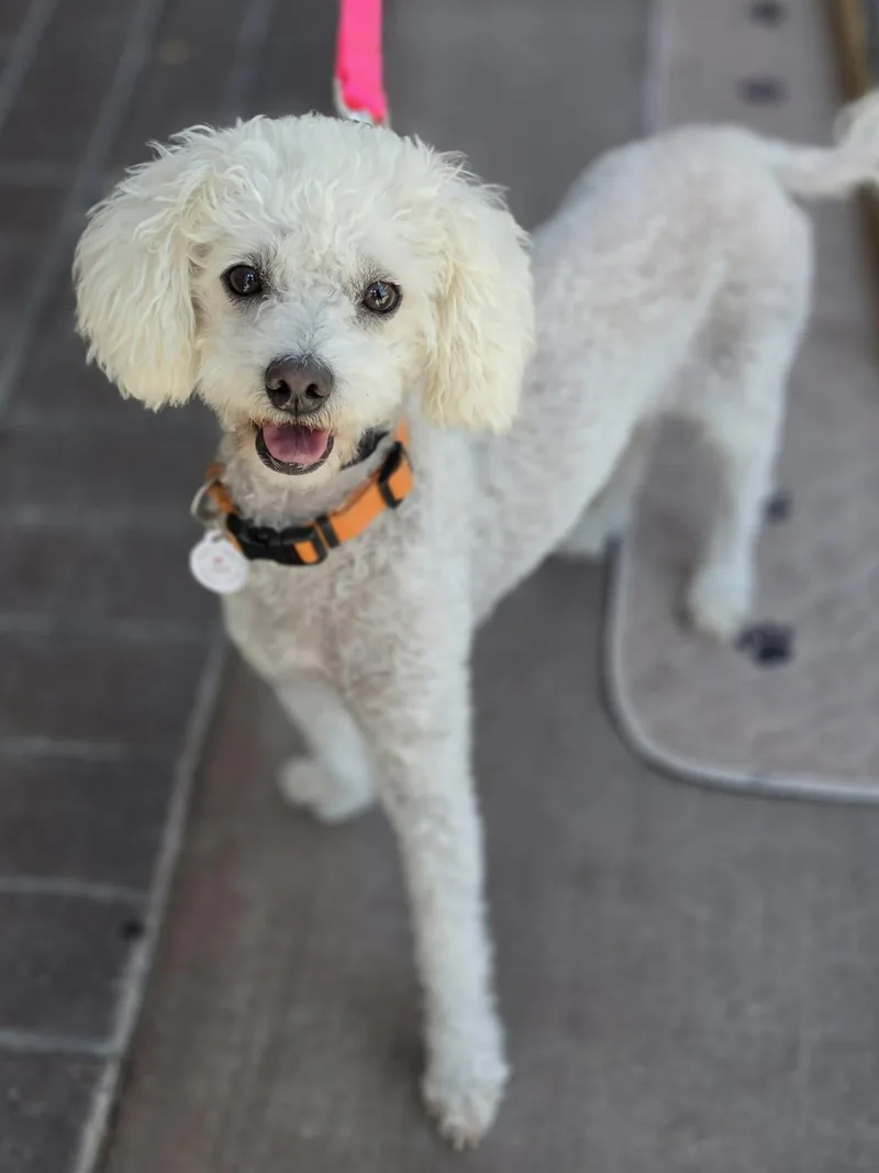 An adult small-sized female White / Cream Miniature Poodle dog named Molly for adoption in Corona Del Mar, CA