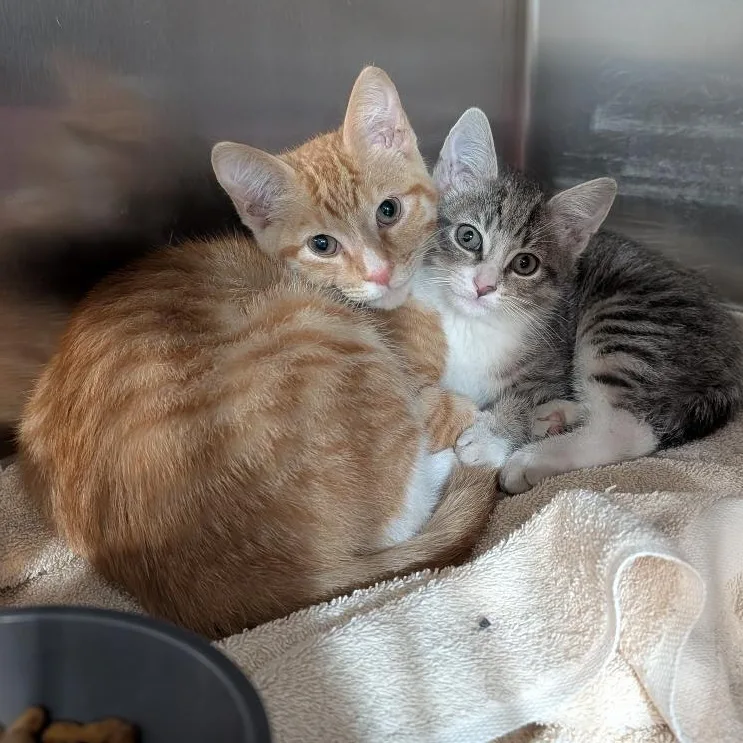A baby medium-sized male Tabby (Orange / Red) Domestic Short Hair cat named Pete for adoption in Reisterstown, MD
