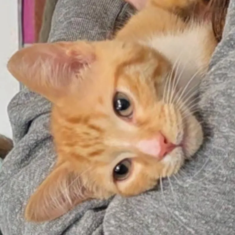 Pete thumbnail 2