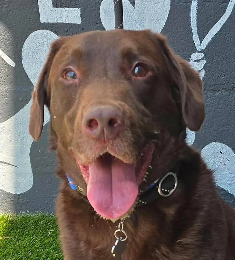 An adult large-sized male Brown / Chocolate Chocolate Labrador Retriever dog named Uzi for adoption in Newport, TN