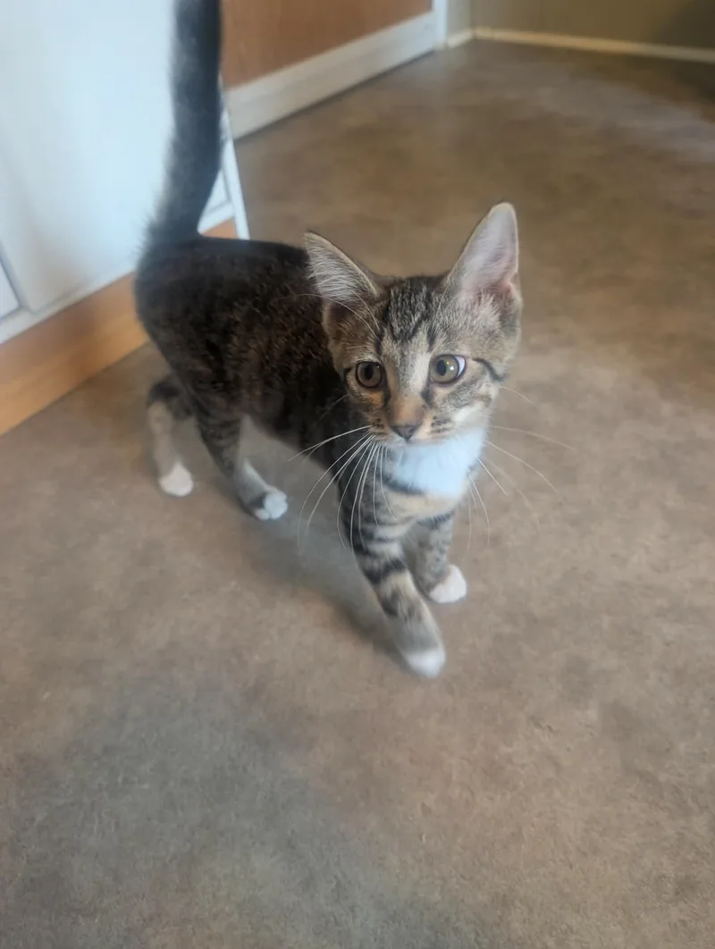 A baby medium-sized female Tabby (Brown / Chocolate) Domestic Short Hair cat named Cupcake for adoption in fennville, MI