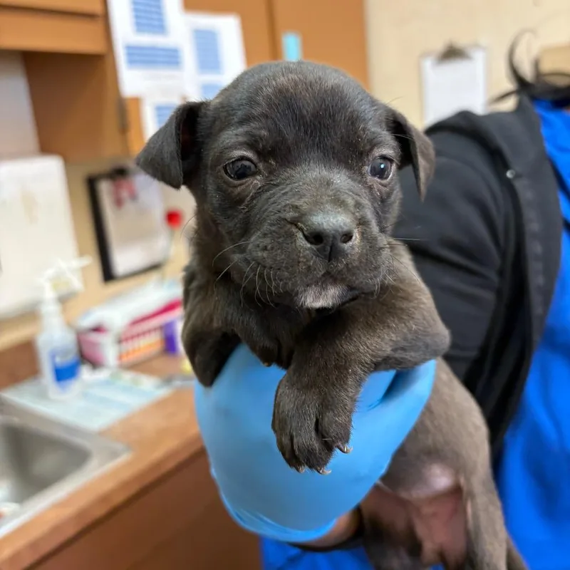 A baby small-sized female Black Pit Bull Terrier dog named Tabitha for adoption in Birmingham, AL