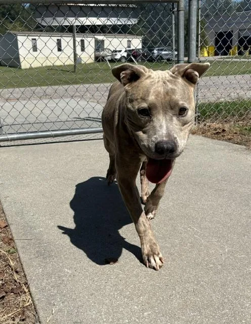 An adult medium-sized female Gray / Blue / Silver Pit Bull Terrier dog named Margles for adoption in Dinwiddie, VA