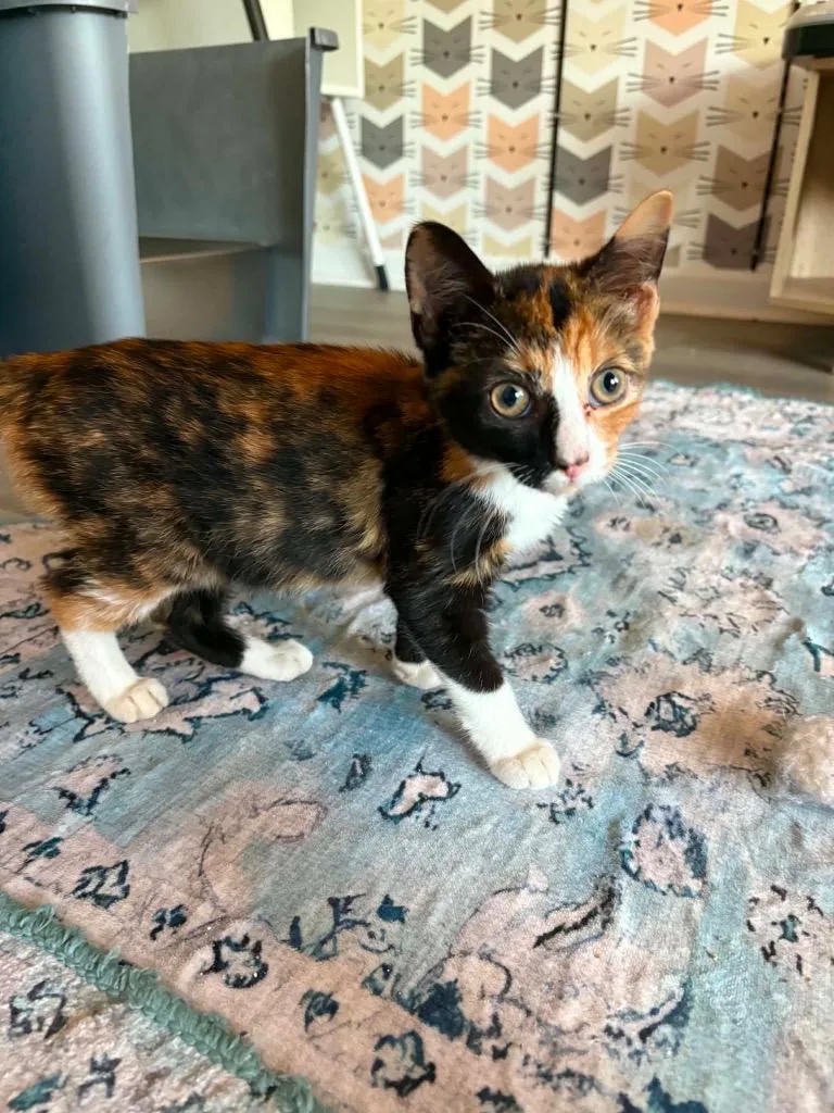 A baby small-sized female Domestic Short Hair cat named Hallmark for adoption in Newnan, GA