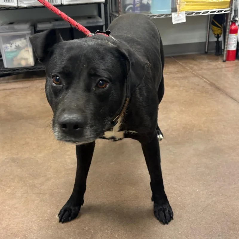 An adult small-sized male Black Labrador Retriever dog named Ricky Bobby for adoption in Chattanooga, TN