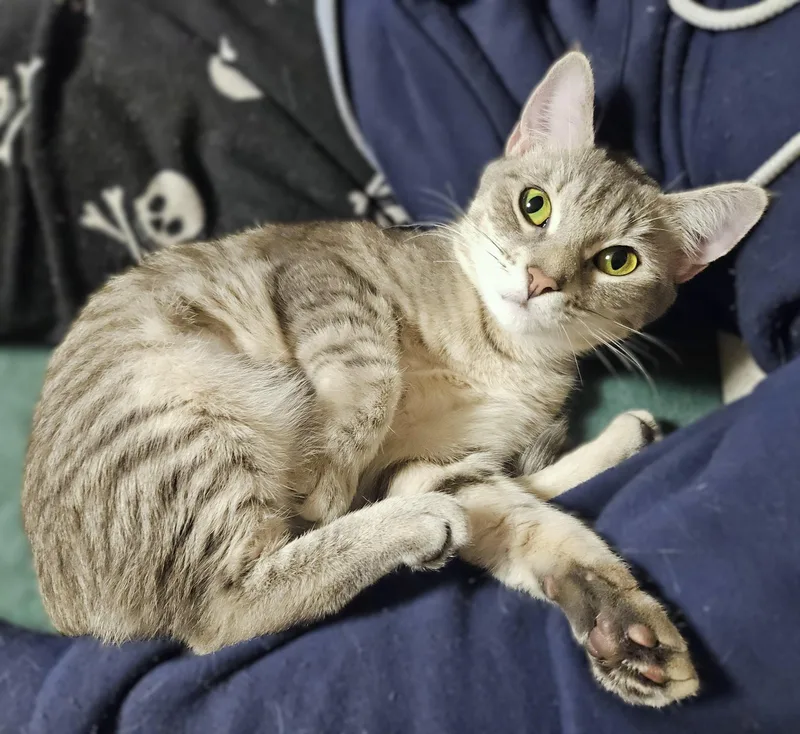 A young medium-sized female Gray / Blue / Silver Domestic Short Hair cat named Topaz for adoption in Rocky Hill, CT