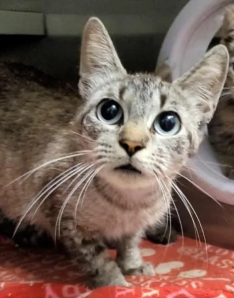 A young medium-sized female Domestic Short Hair cat named Daisy for adoption in Los Angeles, CA