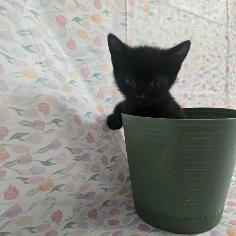 A baby small-sized female Black Domestic Short Hair cat named Rummy for adoption in Greenville, NC
