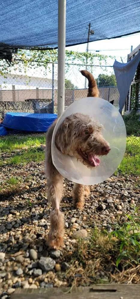 A young medium-sized female Poodle dog named Honey for adoption in Marietta, GA