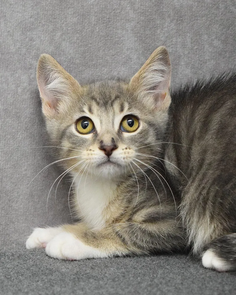 A baby medium-sized female Tabby (Gray / Blue / Silver) Domestic Short Hair cat named Lady Elaine for adoption in Dublin, CA