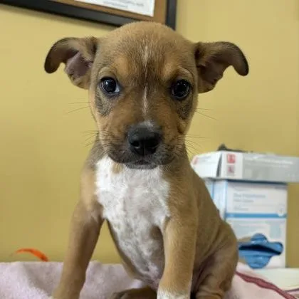 A baby small-sized male Chihuahua dog named Danielle for adoption in Merriam, KS