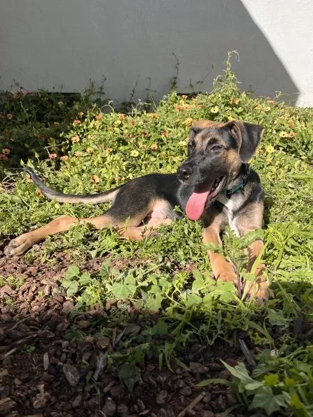 A young medium-sized male Shepherd dog named Gecko for adoption in Oceanside, CA