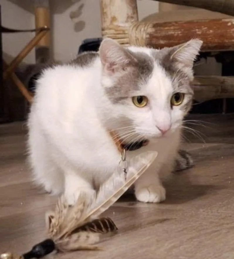 Lady Jane Grey thumbnail 2