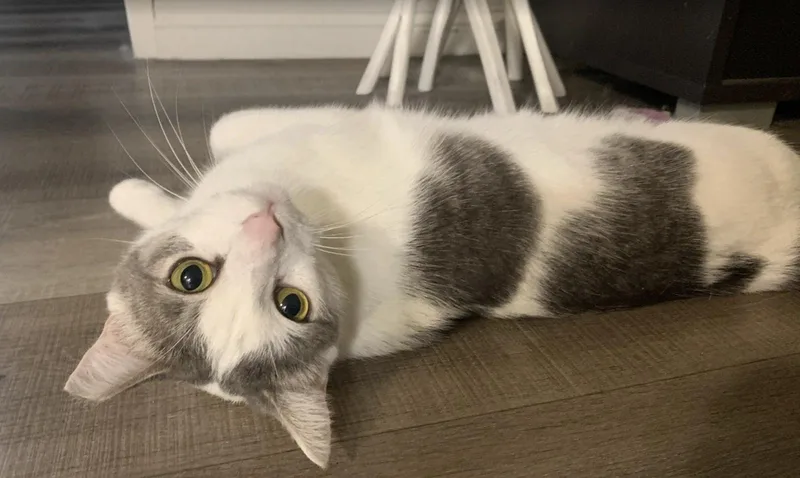 Lady Jane Grey thumbnail 3