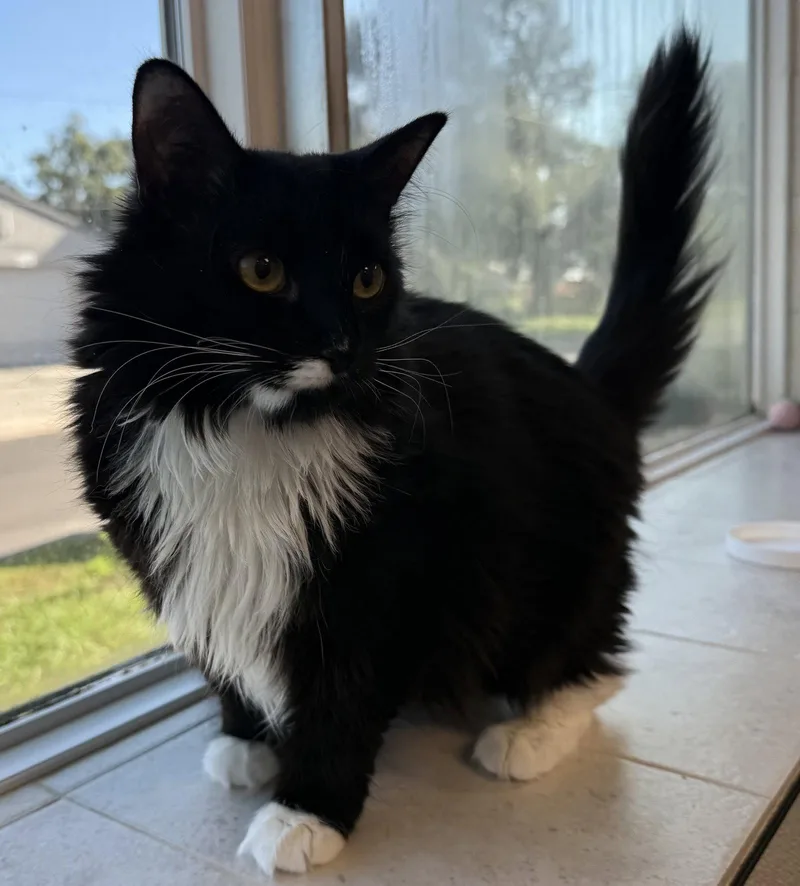 A young medium-sized female Black & White / Tuxedo Domestic Medium Hair cat named Wednesday for adoption in Sanford, FL