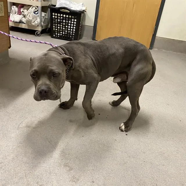 An adult large-sized male Pit Bull Terrier dog named Manny for adoption in Modesto, CA