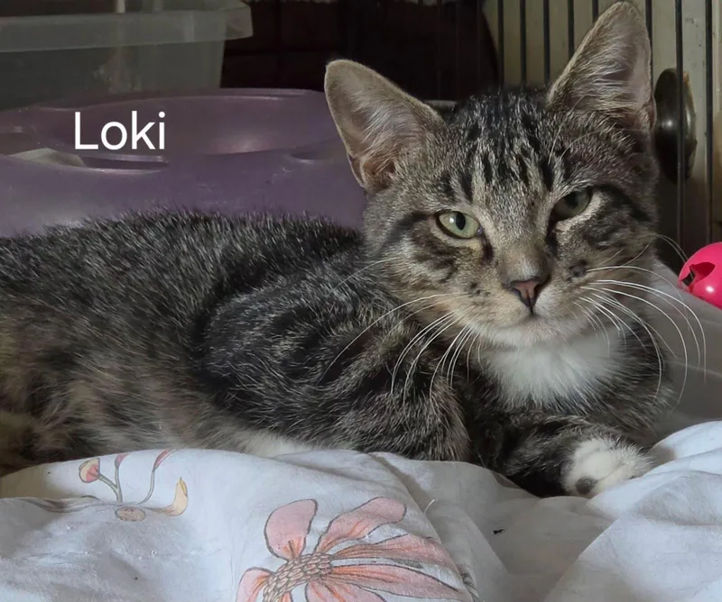 A baby medium-sized male Domestic Medium Hair cat named Loki for adoption in Oviedo, FL