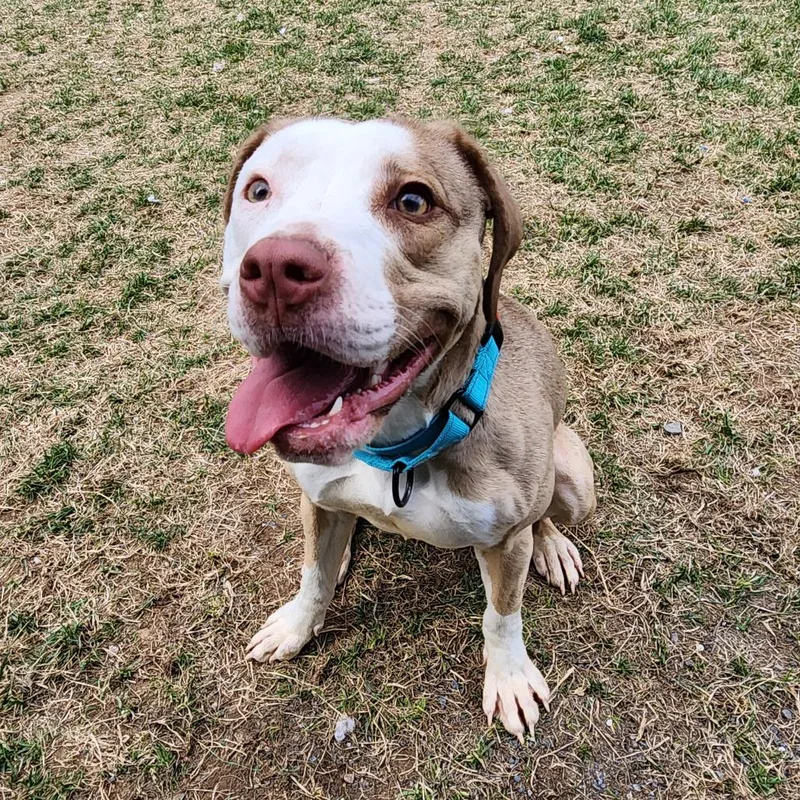 A young medium-sized female Yellow / Tan / Blond / Fawn Pit Bull Terrier dog named Nena for adoption in Harrisonburg, VA