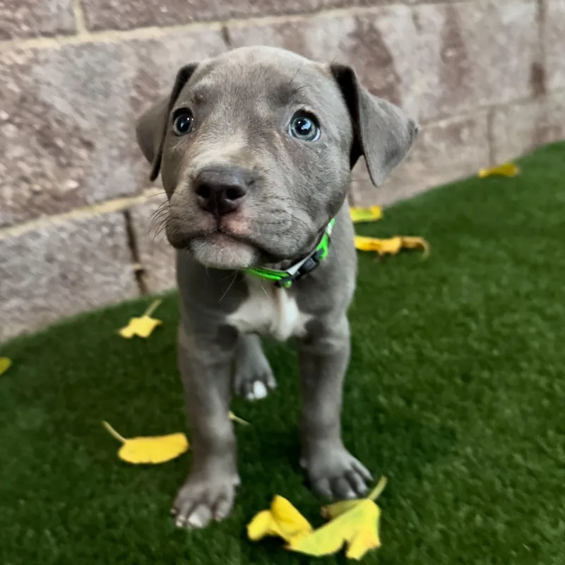 A baby medium-sized female Mixed Breed dog named Sasha for adoption in Henderson, NV