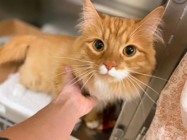 A young medium-sized male Domestic Medium Hair cat named Blippy for adoption in Fort Wayne, IN