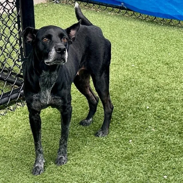 An adult medium-sized female Mixed Breed dog named Clementine for adoption in Dallas, TX