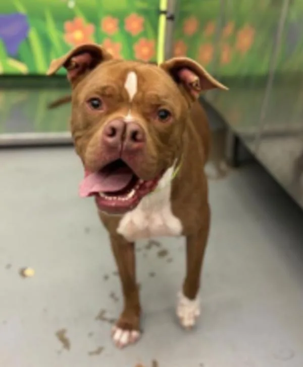 An adult large-sized male Boxer dog named Santana Lee for adoption in Stratham, NH