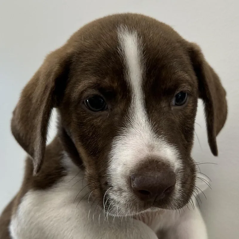A baby small-sized male Brown / Chocolate Mixed Breed dog named Greenville for adoption in Middletown, RI