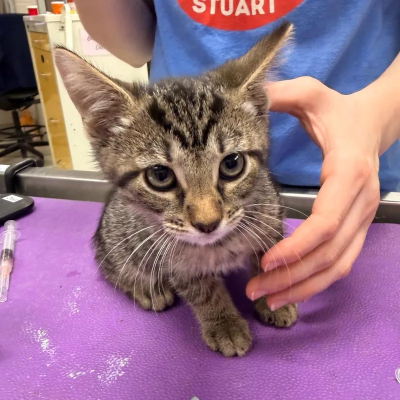 A baby small-sized female Brown / Chocolate Domestic Short Hair cat named Marianne for adoption in Indianapolis, IN