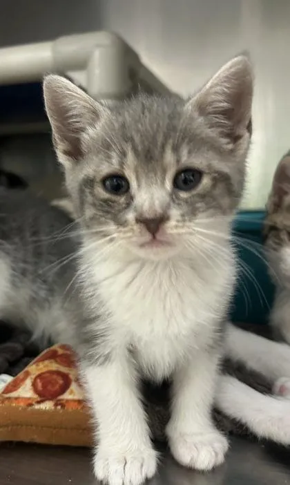 A baby small-sized female Domestic Short Hair cat named Cynthia for adoption in Annapolis, MD