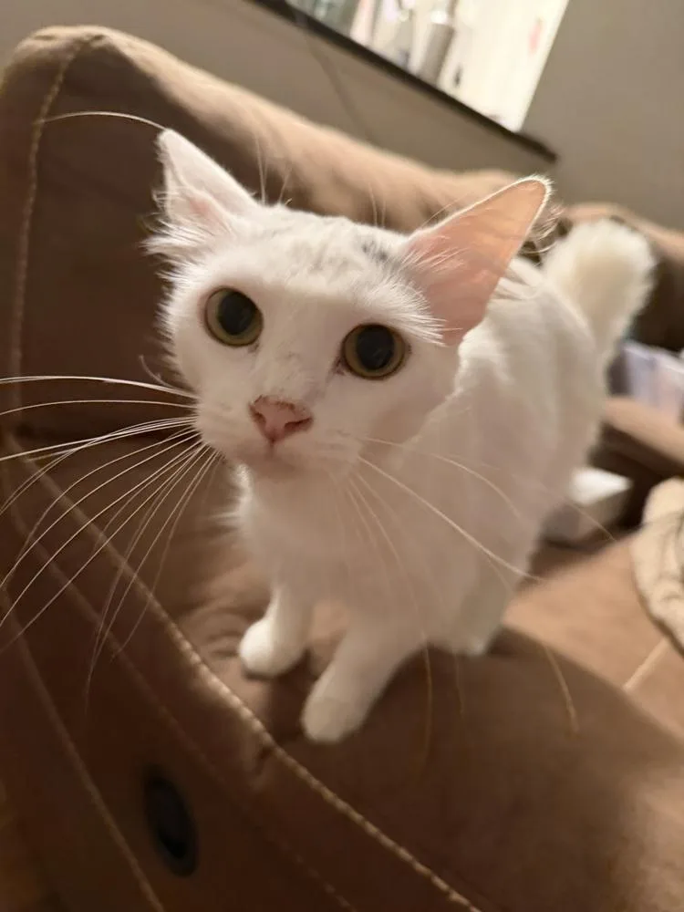 An adult medium-sized female White Turkish Van cat named Snowball for adoption in Deland, FL