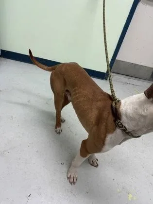 An adult medium-sized male Mixed Breed dog named Apollo for adoption in Savannah, GA