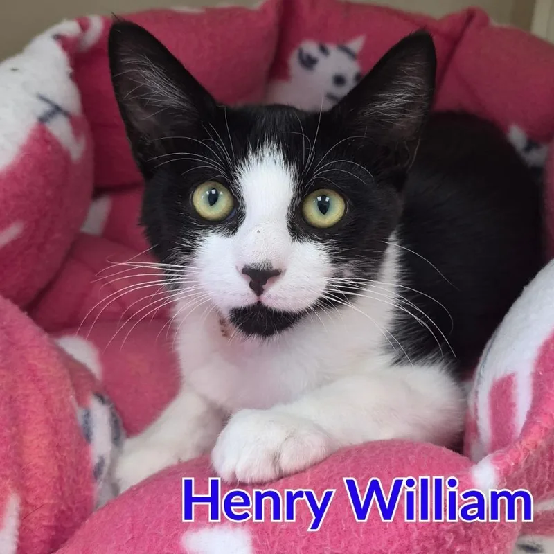 A baby medium-sized male Domestic Short Hair cat named Henry William for adoption in North Saint Paul, MN
