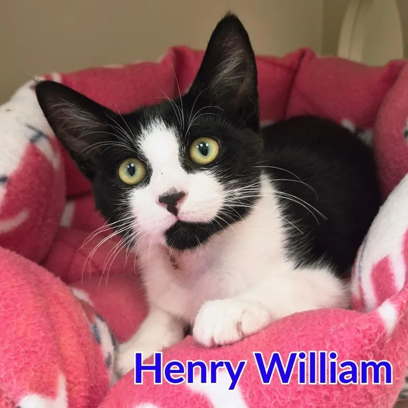 Henry William thumbnail 2