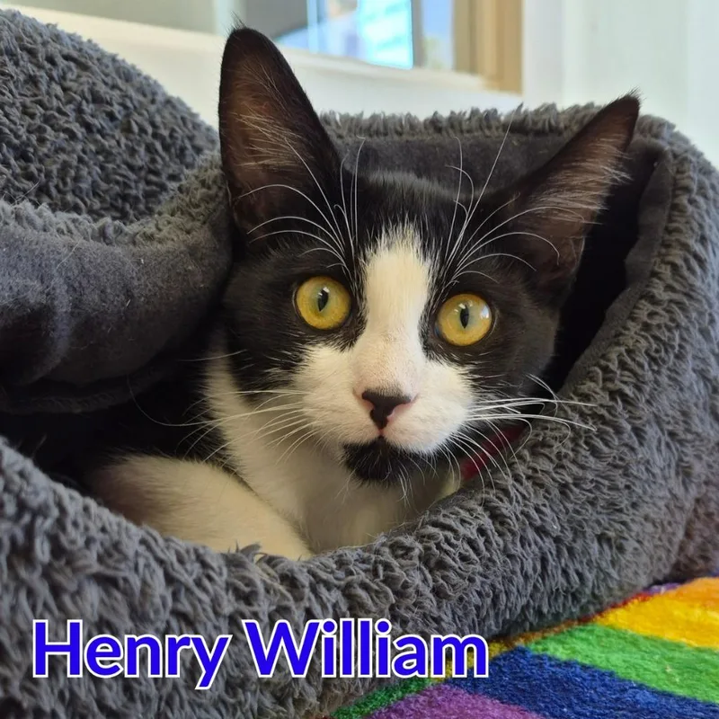 Henry William thumbnail 3