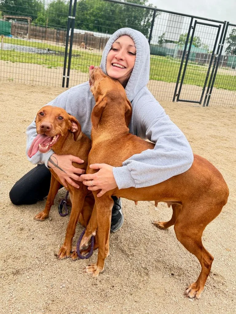 A senior medium-sized female Vizsla dog named RoxieViszla for adoption in Muskegon, MI