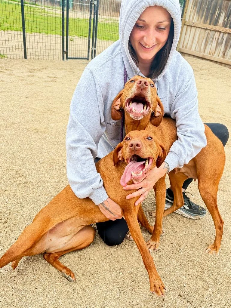 RoxieViszla thumbnail 2