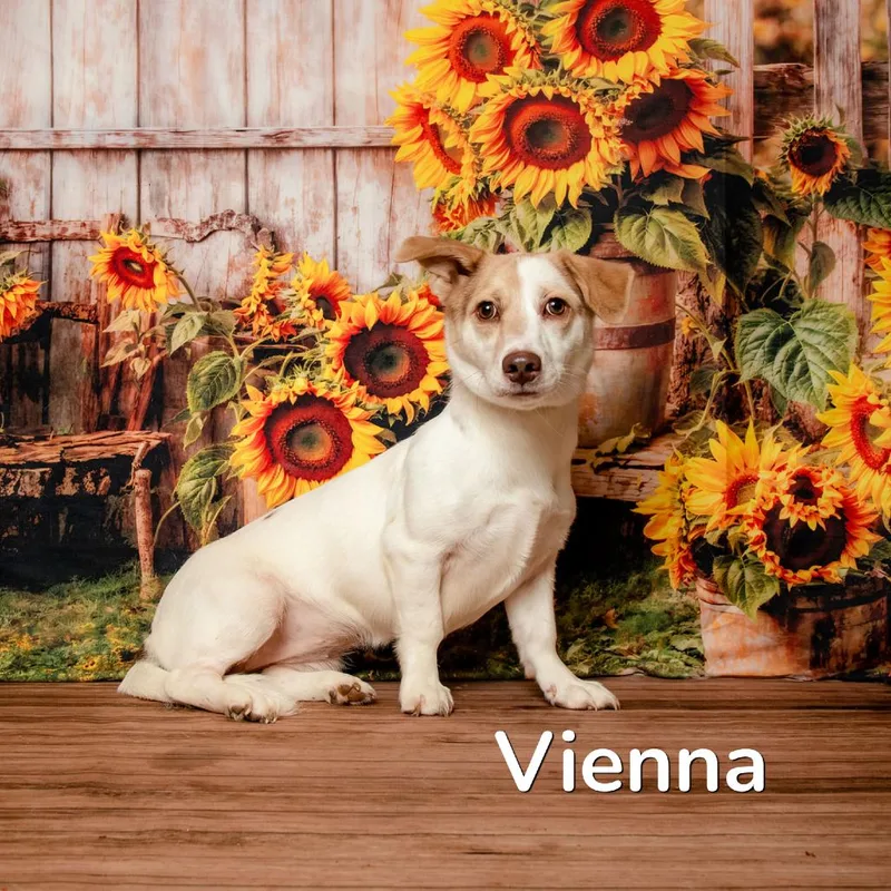 Vienna