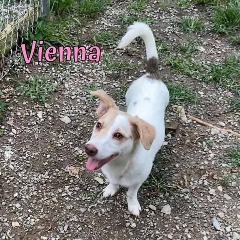 Vienna thumbnail 2