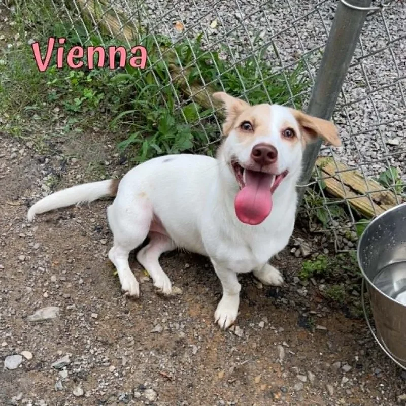 Vienna thumbnail 3