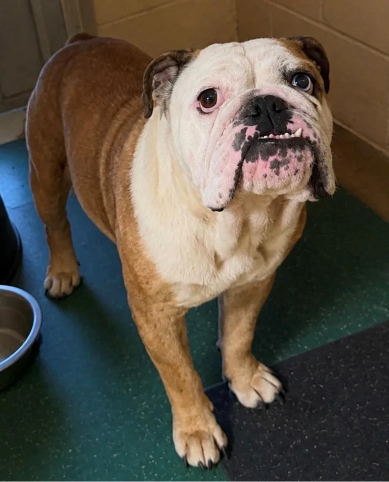A young medium-sized female English Bulldog dog named Janice for adoption in Thompson Falls, MT
