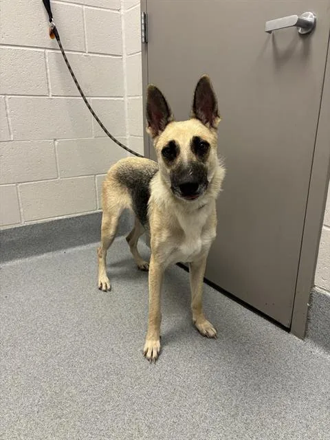 A young medium-sized female German Shepherd Dog dog named Santana for adoption in Indianapolis, IN
