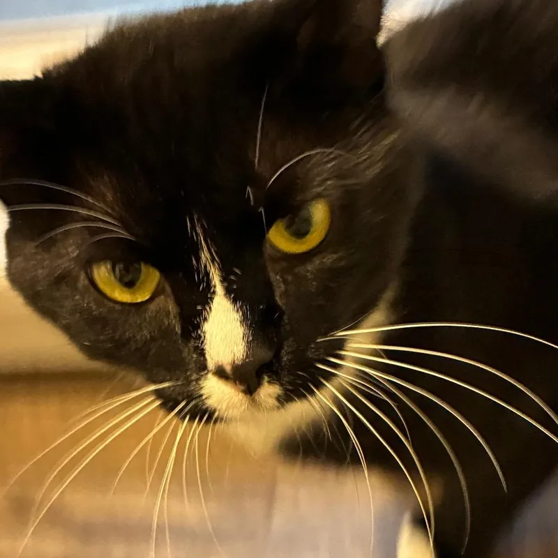 An adult medium-sized male Black Domestic Short Hair cat named Sylvester for adoption in Pittsburgh, PA