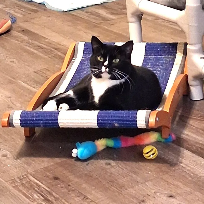 Sylvester thumbnail 2