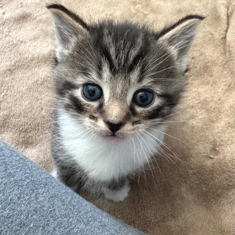 A baby small-sized male Gray / Blue / Silver Domestic Short Hair cat named Miko for adoption in Chapel Hill, NC