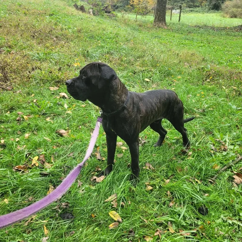 An adult extra large-sized male Brindle Cane Corso dog named Berlin for adoption in manchester, PA