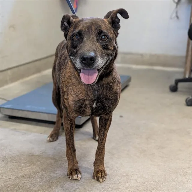 An adult large-sized female Pit Bull Terrier dog named Dulce for adoption in Camarillo, CA