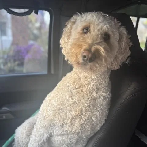 An adult large-sized male Apricot / Beige Goldendoodle dog named Bruin for adoption in Simsbury, CT