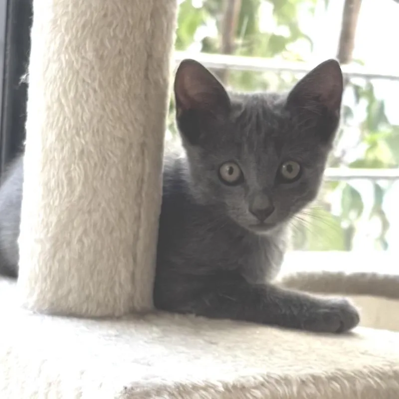 A baby small-sized male Gray / Blue / Silver Domestic Short Hair cat named Slurpie for adoption in Long Beach, CA