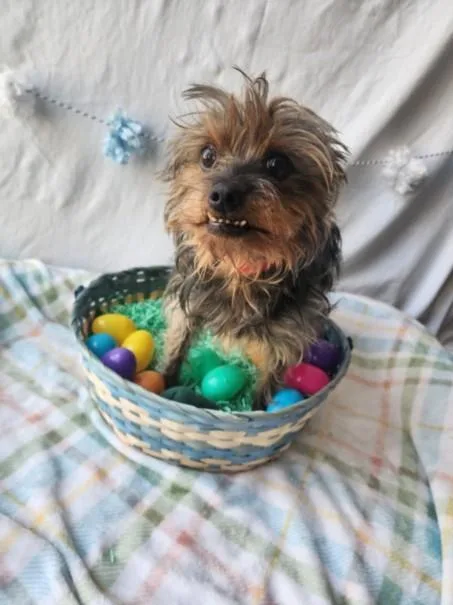 A senior small-sized female Yorkshire Terrier dog named Amber for adoption in Chatsworth, CA
