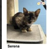 A baby small-sized male Tortoiseshell Domestic Short Hair cat named Serena for adoption in Tallahassee, FL